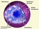Ncleo celular