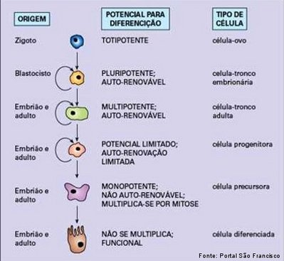 23: O destino celular (autorrenovação vs diferenciação) de uma célula