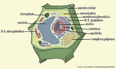 esquema de uma clula vegetal indicando suas estruturas.