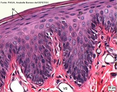 O corte transversal de secção de lábio mostra células achatadas, características do tecido epitelial pavimentoso.
<br/><br/>
Palavras-chave:  Histologia. Epitélios. Pele. Mucosas. Proteção. Revestimento.
 