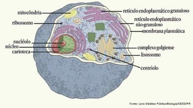 esquema de uma clula animal indicando suas estruturas.