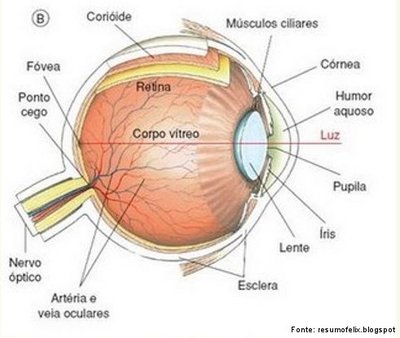 O olho humano  um rgo da viso, no qual uma imagem ptica do mundo externo  produzida e transformada em impulsos nervosos e conduzida ao crebro, mais precisamente no crtex visual, onde ocorre o processamento das imagens recebidas pelo olho direito e esquerdo completando a sensao visual.
<br/><br/>
Palavras-chave: Anatomia. Viso. rgo. Sentidos. tica. Luz. Imagens. Receptor. Externo.