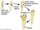 Estrutura de reprodução de fungos da classe Basidiomicetos. São formados no interior de uma estrutura denominada basídio. <br/><br/> Palavras-chave:  