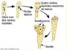 Estrutura de reproduo de fungos da classe Basidiomicetos. So formados no interior de uma estrutura denominada basdio. <br/><br/> Palavras-chave:  