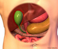 rgo em forma de pra que armazena cerca de 50mL de bile at que o corpo a necessite para a digesto. <br/><br/> Palavras-chave: Corpo Humano, Sistema Digestrio, rgo, Bile, Pra 