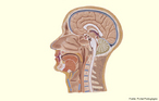 Em corte transversal, apresenta as estruturas que compe o neurocrnio e o esqueleto da face. <br/><br/> Palavras-chave: anatomia, cabea, ossos, msculos, encfalo, bulbo cerebral, pescoo.