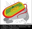 Desenho esquemático de uma célula procarionte e suas partes indicadas por números. <br/><br/> Palavras-chave: célula, procarionte, partes, mecanismo biológico, Biologia, Ciências. 
