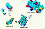 Substncia orgnica necessria ao funcionamento de certas enzimas. A parte protica de uma enzima  a apoenzima. Uma coenzima pode se destacar de sua respectiva apoenzima para designar funo especfica. <br/><br/> Palavras-chave: protenas, substncias, orgnicas, catalisadores, enzimas.  