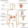 Conjunto de rgos que apresentam como atividade caracterstica a produo de secrees denominadas hormnios, que so lanados na corrente sangunea e iro atuar em outra parte do organismo, ou secrees lanadas diretamente na superfcie do corpo. Controlando ou auxiliando a funo de outros rgos. <br/><br/> Palavras-chave: Glandular. Endcrinas. Excrinas. Mistas. Hipotlamo. Hipfise.   