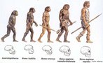 Apresenta o desenvolvimento do crnio humano durante o processo evolutivo. <br/><br/> Palavras-chave: Evoluo. Crnio. Espcie. Humana. Processo. Australopitecus. Homo. Neanderthal. 