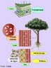 Parte da Botnica que estuda os processos e funes do vegetal, bem como, as respostas das plantas s variaes do meio ambiente. <br/><br/> Palavras-chave: mecanismos fisiolgicos, fotossntese, respirao, transpirao, gutao, absoro, conduo de gua e nutrientes, germinao, florao 