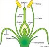 Estrutura responsvel pela reproduo das angiospermas. <br/><br/> Palavras-chave: Reproduo. Angiospermas. Flor. Carpelos. Gineceu.  