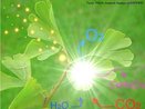 Processo biológico, através do qual, as plantas sintetizam compostos orgânicos a partir da presença de luz, água e gás carbônico produzindo glicose, que utilizam como alimento, e liberando moléculas de água e gás oxigênio. <br/><br/> Palavras-chave: Botânica, autótrofos, produtores, clorofila, estômatos. 