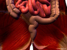 Porção final do intestino responsável pela excreção. <br/><br/> Palavras-chave: Corpo Humano, Sistema Digestório, Digestão, Excreção 
