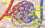 Apresenta-se como um lquido claro, incolor e transparente, que banha as clulas do organismo. Contm substncias que chegam aos espaos intersticiais dos tecidos, atravs das paredes dos capilares sanguneos e que esto destinadas  nutrio das clulas e produtos que derivam da atividade funcional especfica dos tecidos. <br/><br/> Palavras-chave: Sistema linftico, linfcitos, gnglios linfticos, circulao. 