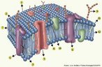 Modelo de representação da membrana plasmática proposto pelos pesquisadores Singer e Nicholson. As estruturas indicadas correspondem a: 1. bicamada de fosfolipídios; 2. lado externo da membrana; 3. lado interno da membrana; 4. proteína intrínseca da membrana; 5. proteína canal iônico da membrana; 6. glicoproteína; 7. moléculas de fosfolipídeos organizadas em bicamada; 8. moléculas de colesterol; 9. cadeias de carboidratos; 10. glicolipídeos 11. região polar hidrofílica da molécula de fosfolipídeo; 12. região hidrofóbica da molécula de fosfolipídeo. <br/><br/> Palavras-chave: Citologia, membrana celular, proteínas, bicamada, fosfolipídeos, permeabilidade seletiva. 
