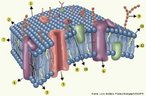Modelo de representao da membrana plasmtica proposto pelos pesquisadores Singer e Nicholson. As estruturas indicadas correspondem a: 1. bicamada de fosfolipdios; 2. lado externo da membrana; 3. lado interno da membrana; 4. protena intrnseca da membrana; 5. protena canal inico da membrana; 6. glicoprotena; 7. molculas de fosfolipdeos organizadas em bicamada; 8. molculas de colesterol; 9. cadeias de carboidratos; 10. glicolipdeos 11. regio polar hidroflica da molcula de fosfolipdeo; 12. regio hidrofbica da molcula de fosfolipdeo. <br/><br/> Palavras-chave: Citologia, membrana celular, protenas, bicamada, fosfolipdeos, permeabilidade seletiva. 