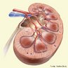 Os rins so formados por milhes de clulas responsveis pela filtrao do sangue e formao da urina, ditas nfrons. Durante a filtrao do plasma sanguneo so retiradas substncias teis ao organismo, que so reabsorvidas voltando para a circulao sangunea. <br/><br/> Palavras-chave: Fisiologia, glomrulo, cpsula de Bowman, ala de Henle, filtragem, plasma sanguneo, urina. 