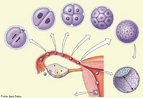 Processo de implantação do blastômero na parede uterina. Ocorre em torno do 4º ao 15º dia após a fecundação. Para que ocorra o processo de nidação, é necessário que a mucosa uterina tenha sido preparada pelos hormônios ovarianos e que o blastocisto tenha atingido o estado de desenvolvimento ideal para sua fixação no endométrio. <br/><br/> Palavras-chave: nidação, útero, gravidez, tubas uterinas. 