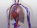 Responsvel pela conduo, distribuio e remoo das mais diversas substncias dos e para os tecidos do corpo. <br/><br/> Palavras-chave: Corpo Humano, Sistema Circulatrio, Distribuio, Tecidos, Corpo, Substncias 