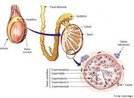 Gnada sexual masculina responsvel pela produo dos espermatozides e do hormnio testosterona. Nos mamferos ocorre aos pares e so protegidos fora do corpo por uma bolsa chamada escroto. Nos seres humanos, os testculos so suspensos pelos cordes espermticos formados por vasos sanguneos e linfticos, nervos, msculo cremaster, epiddimo e canal deferente. <br/><br/> Palavras-chave: espermatognese, reproduo, testosterona, gnadas, escroto, epiddimo.  