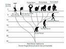 Nessa árvore filogenética é possível observar a provável evolução dos antropóides. Destacando-se a separação dos hominídeos dos chimpanzés dentro do processo evolutivo.