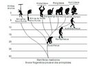 Nessa rvore filogentica  possvel observar a provvel evoluo dos antropides. Destacando-se a separao dos homindeos dos chimpanzs dentro do processo evolutivo.