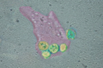 Fagocitose observada ao microscópio de luz. Macrófagos vivos internalizando leveduras. <br/><br/> Palavras-chave: Citologia. Células. Digestão. Partículas. 
