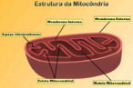 Apresenta as estruturas internas e externas de uma mitocndria. Mostra a localizao das membranas interna e externa, bem como o espao que existe entre elas. Aponta ainda a crista mitocondrial e a matriz mitocondrial. <br></br> Palavras-chave: Citologia. Organoides citoplasmticos. Mitcndria.