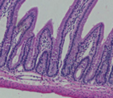 Imagem que mostra os tecidos e os msculos presentes no estomago. <br></br> Palavras-chave: Histologia. Tecidos. Msculos.