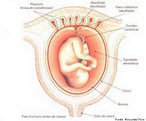 Estruturas que aparecem após a fecundação e que auxiliam no desenvolvimento embrionário. Nos mamíferos a presença de placenta e cordão umbilical permite o desenvolvimento interno na maioria das espécies. <br /> Palavra-chave: Anexos. Embrionários. Desenvolvimento. Placenta. Córion. Âmnio. Cordão. Umbilical. Mamíferos.
