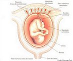 Estruturas que aparecem aps a fecundao e que auxiliam no desenvolvimento embrionrio. Nos mamferos a presena de placenta e cordo umbilical permite o desenvolvimento interno na maioria das espcies. <br /> Palavra-chave: Anexos. Embrionrios. Desenvolvimento. Placenta. Crion. mnio. Cordo. Umbilical. Mamferos.