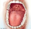 A boca participa no processo de digestão e é responsável pela 1ª etapa deste processo, através da enzima salivar ptialina, na digestão do amido. Apresenta como estruturas: a língua, as papilas gustativas, os dentes, a úvula (estrutura que apresenta o formato da letra V e que se encontra suspensa na região superior da cavidade bucal) e as bochechas. <br/><br/> Palavras-chave: cavidade oral, boca, deglutição, papilas línguais, sistema digestório. 