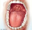 A boca participa no processo de digesto e  responsvel pela 1 etapa deste processo, atravs da enzima salivar ptialina, na digesto do amido. Apresenta como estruturas: a lngua, as papilas gustativas, os dentes, a vula (estrutura que apresenta o formato da letra V e que se encontra suspensa na regio superior da cavidade bucal) e as bochechas. <br/><br/> Palavras-chave: cavidade oral, boca, deglutio, papilas lnguais, sistema digestrio. 