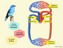É a circulação em que não ocorre mistura dos sangues venoso e arterial no coração. Presente em aves e mamíferos. <br/><br/> Palavras-chave: sistema circulatório, sangue, vasos sanguíneos, coração, átrios, ventrículos. 