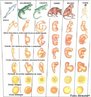 Comparando a embriologia de diversos vertebrados observa-se uma grande semelhança no padrão de desenvolvimento inicial. À medida que o embrião se desenvolve, surgem características individualizantes e as semelhanças diminuem. As semelhanças na anatomia são consideradas como uma das evidências da evolução. <br/><br/> Palavras-chave: evolução, evidências evolutivas, seres vivos, neodarwinismo, Embriologia. 