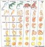 Comparando a embriologia de diversos vertebrados observa-se uma grande semelhana no padro de desenvolvimento inicial.  medida que o embrio se desenvolve, surgem caractersticas individualizantes e as semelhanas diminuem. As semelhanas na anatomia so consideradas como uma das evidncias da evoluo. <br/><br/> Palavras-chave: evoluo, evidncias evolutivas, seres vivos, neodarwinismo, Embriologia. 