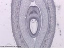 Viso microscpica de fruto de Phaseolus vulgaris (feijo), em corte transversal e aumento de 60x. <br/><br/> Palavras-chave: Leguminosae. Angiosperma. Dicotiledneas. Feijo. Microscopia. 