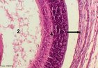 Fotomicrografia de Retina. Colorao por Hematoxilina Eosina. Observa-se: a retina (indicada pelo nmero 4), corpo vtreo (indicado pelo nmero 2) e coride (indicada pela seta longa). <br/><br/> Palavras-chave: Anatomia. Histologia. Viso. Estruturas. Tecidos. Colorao. 