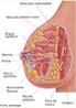 As mamas são formadas por um conjunto de glândulas, que tem como função principal a produção de leite. É constituída por um conjunto de 15 a 20 unidades funcionais conhecidas como lobos mamários, representados por 20 ductos terminais que se exteriorizam pelo mamilo. Apresentam a forma cônica ou pendular, variando de acordo com as características biológicas corporais e com a idade da pessoa. Além do tecido glandular, é composta por gordura, tecido conjuntivo, vasos sanguíneos, vasos linfáticos e fibras nervosas. <br/><br/> Palavras-chave: Glândulas. Mamilo. Amamentação. Aréola. Produção. Leite.