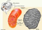 Organela citoplasmtica formada por duas membranas, uma interior e outra exterior e uma matriz mitocondrial na qual se formam cristas.  responsvel pelo processo de produo de energia nas clulas. <br/><br/> Palavras-chave: Citologia, estruturas citoplasmticas, respirao celular, autoduplicao, material gentico. 