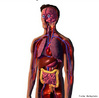 Disposição dos órgãos dentro do corpo humano, mostrando suas ligações. <br/><br/> Palavras-chave: Corpo Humano, Anatomia Humana, Localização, Diferentes, Ligações, Órgãos  
