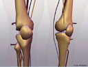 Ilustra as articulaes e ossos do joelho. <br/><br/> Palavras-chave: Corpo Humano, Sistema Esqueltico, Articulao, Joelho, Ossos 