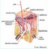 Esquema mostrando as estruturas presentes nas camadas da pele humana: epiderme, derme e hipoderme. <br/><br/> Palavras-chave: pele, camadas, cutânea, cútis, pelos. 