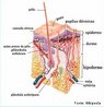 Esquema mostrando as estruturas presentes nas camadas da pele humana: epiderme, derme e hipoderme. <br/><br/> Palavras-chave: pele, camadas, cutnea, ctis, pelos. 