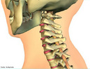 Mostra a coluna cervical, local de sustentao e movimentao da cabea. <br/><br/> Palavras-chave: Corpo Humano, Sistema Esqueltico, Locomoo, Movimentao, Cabea, Coluna, Cervical 