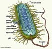São células que não apresentam membrana nuclear. O material genético encontra-se disperso no citoplasma com outras organelas. São destituídas de mitocôndrias , Complexo Golgiense e o fuso mitótico. Os organismos que apresentam esse modelo de célula são ditos: procariontes, sendo os representantes as bactérias e as cianofíceas. <br/><br/> Palavras-chave: Procariontes. Bactérias. Algas azuis. Plasmídeos.  
