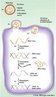 Os vrus so seres acelulares, sendo portanto, parasitas intracelulares obrigatrios. Apresentam um nico tipo de material gentico: DNA ou RNA. Os vrus RNA apresentam a enzima transcriptase reversa, que permite a formao de molculas de DNA a partir do RNA viral.