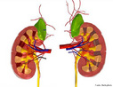 Possui forma de feijo e so os principais rgos dos sistema excretor e osmorreguladores dos vertebrados. <br/><br/> Palavras-chave: Corpo Humano, Fisiologia Humana, Anatomia Humana, Sistema Urinrio, Sistema Excretor, Feijo, Osmorregulador, Vertebrados 