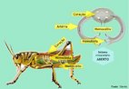 Caracteriza-se pela presena de lacunas que permitem que o sangue circule dentro e fora dos vasos sanguneos. O corao  pouco musculoso e composto por cmaras que bombeiam a hemolinfa, que  um tipo de sangue sem pigmentos. Esta circulao  chamada de aberta, pois o sangue no circula totalmente dentro dos vasos. <br/><br/> Palavras-chave: circulao, artrpodes, vasos sanguneos, transporte de substncias. 